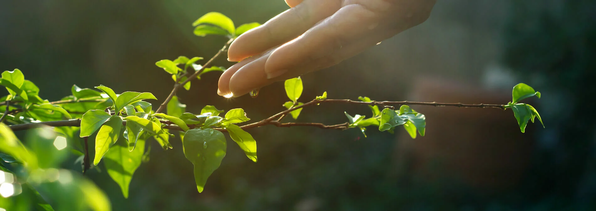 enformer Klimaschutz Stimmunsbild Hand berührt Pflanze Wassertropfen