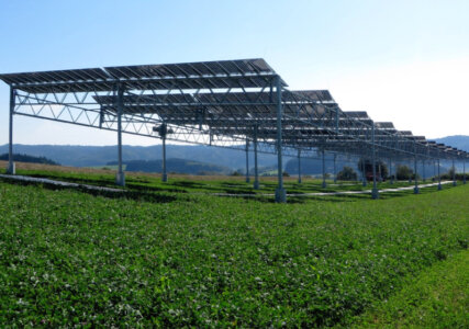 Agrophotovoltaik – oben Solarmodule, unten Kartoffeln