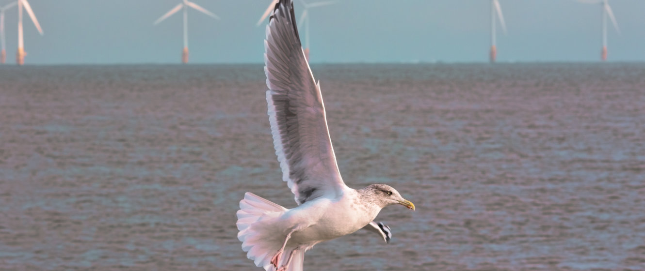 Offshore-Forum soll Forschung zum Schutz von Meeresvögeln fördern