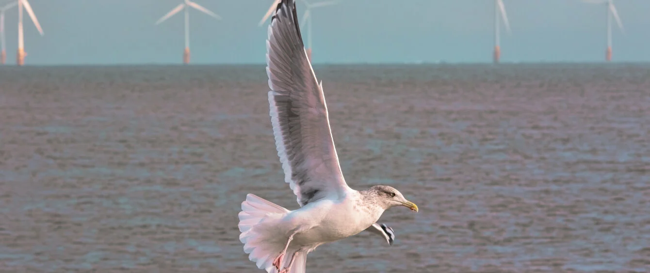 Offshore-Forum soll Forschung zum Vogelschutz fördern