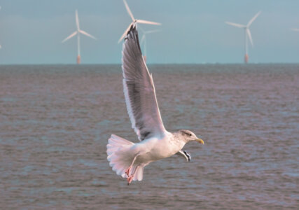 Offshore-Forum soll Forschung zum Schutz von Meeresvögeln fördern