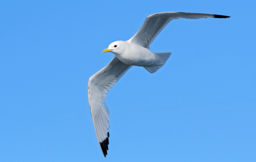 Kittiwake seagull